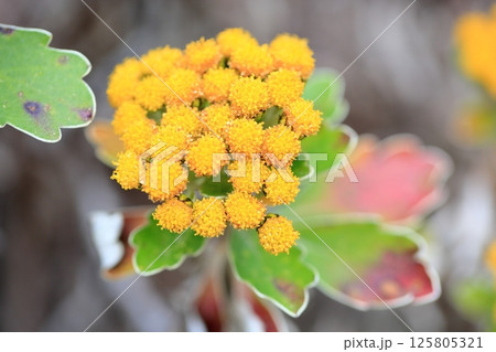 イソギクの花 イソギクの花 125805321