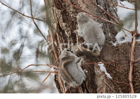 仲間と遊ぶモモンガ　エゾモモンガ　北海道　冬 125805529