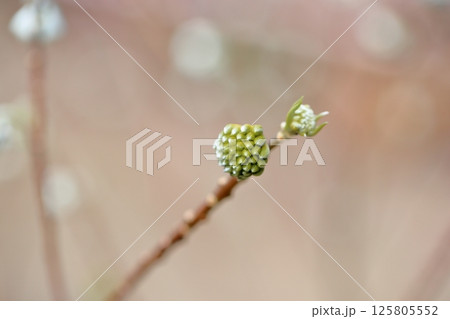 ミツマタの花芽 125805552