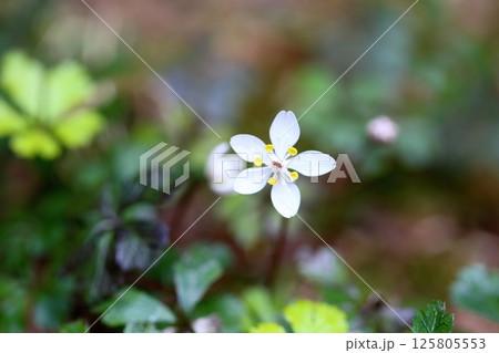 清楚　梅花黄蓮の花 125805553