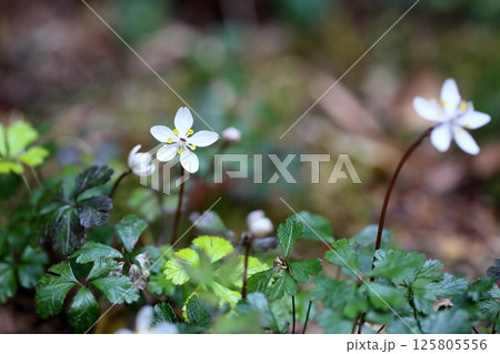 清楚 梅花黄蓮の花 清楚 梅花黄蓮の花 125805556