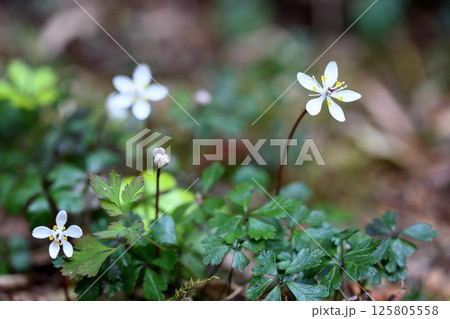 清楚 梅花黄蓮の花 清楚 梅花黄蓮の花 125805558