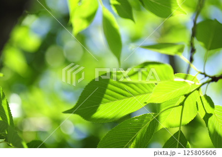 新緑の季節 125805606