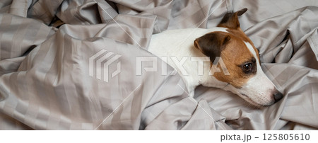 Top view of jack russell terrier dog lying in bed. Top view of jack russell terrier dog lying in bed. 125805610