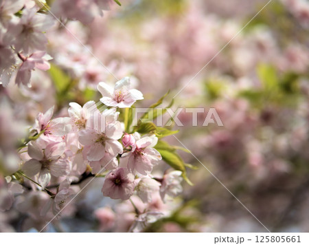 4月に咲いた可愛らしいピンク色の桜の花「大漁桜(タイリョウザクラ)」 4月に咲いた可愛らしいピンク色の桜の花「大漁桜(タイリョウザクラ)」 125805661