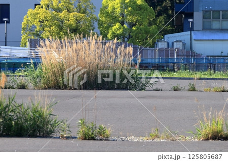 アスファルト舗装の雑草 125805687