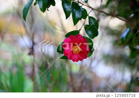 山茶花の花 山茶花の花 125805718