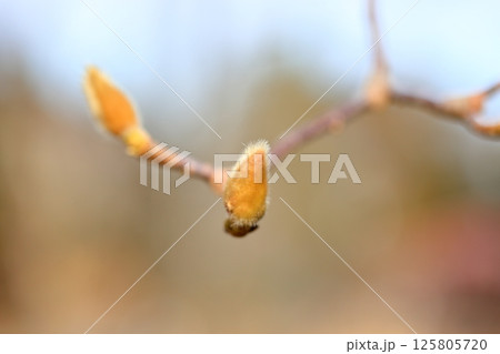 ハクモクレンの花芽 125805720