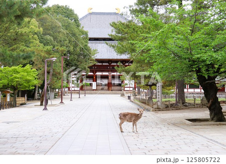 東大寺大仏殿と鹿 世界遺産 奈良市 奈良県 東大寺大仏殿と鹿 世界遺産 奈良市 奈良県 125805722
