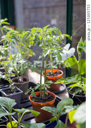 Tomato seedlings, grown from seeds in pot. Baby plants seedling in green house. Tomato seedlings, grown from seeds in pot. Baby plants seedling in green house. 125805755