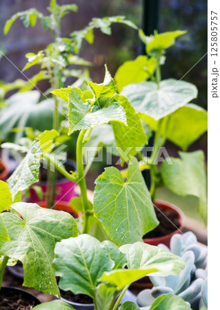Young cucumber seedlings growing in pots. Growing from seeds Young cucumber seedlings growing in pots. Growing from seeds 125805757