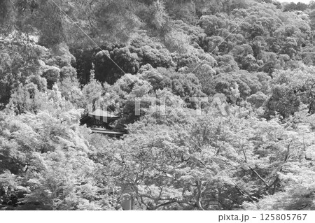 初夏の多宝塔 初夏の多宝塔 125805767