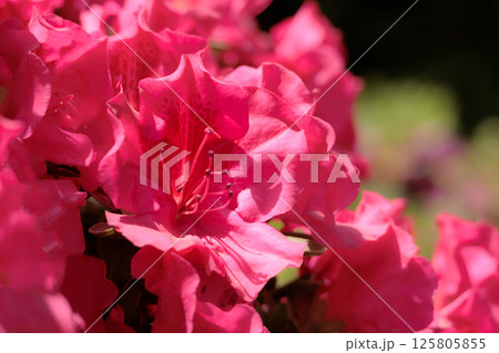春の日差しを受けて色とりどりに咲き誇るツツジの花たち 125805855