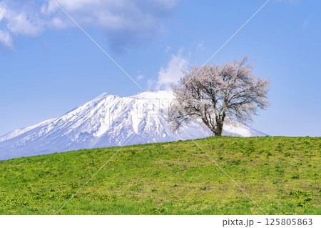 満開になった滝沢（三角山）の一本桜と岩手山　岩手県滝沢市 125805863