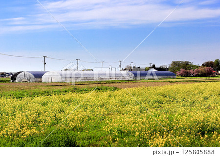米所庄内 立夏の水田風景 米所庄内 立夏の水田風景 125805888