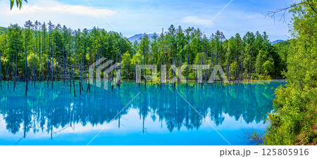 白金の青い池 (6月 美瑛白金青い池) 白金の青い池 (6月 美瑛白金青い池) 125805916