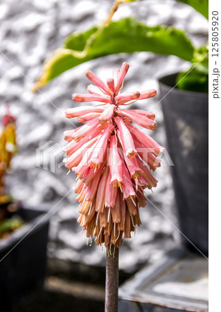 ベルティミア・ブラクテアタは球根(バルブ)植物 ベルティミア・ブラクテアタは球根(バルブ)植物 125805920