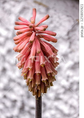 ベルティミア・ブラクテアタは球根（バルブ）植物 125805921