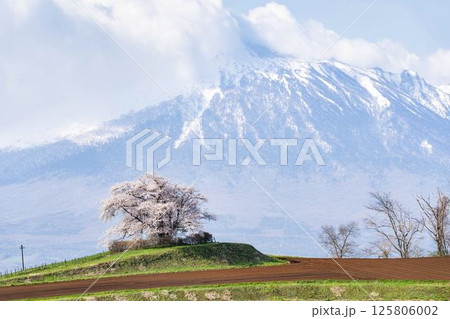 満開の野駄・為内の一本桜　岩手県八幡平市 125806002