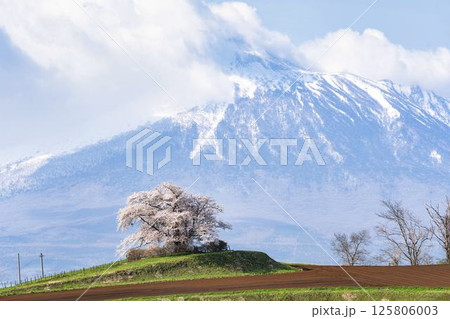 満開の野駄・為内の一本桜　岩手県八幡平市 125806003
