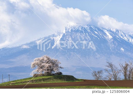 満開の野駄・為内の一本桜 岩手県八幡平市 満開の野駄・為内の一本桜 岩手県八幡平市 125806004