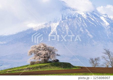 満開の野駄・為内の一本桜　岩手県八幡平市 125806007