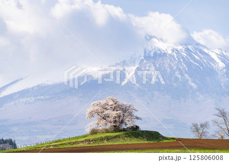 満開の野駄・為内の一本桜 岩手県八幡平市 満開の野駄・為内の一本桜 岩手県八幡平市 125806008