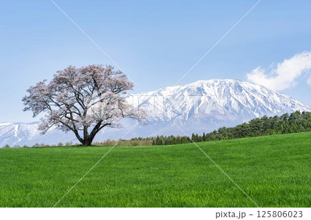 小岩井の一本桜と残雪の岩手山　岩手県雫石町 125806023