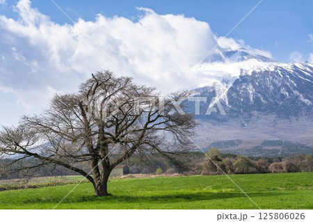 早春の上坊牧野の一本桜と岩手山 蕾 岩手県八幡平市 早春の上坊牧野の一本桜と岩手山 蕾 岩手県八幡平市 125806026