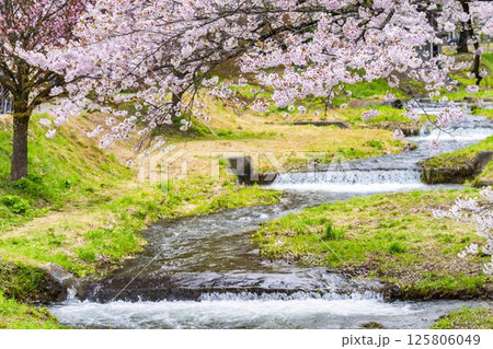 春の桜並木　満開の観音寺川の桜　福島県猪苗代町 125806049