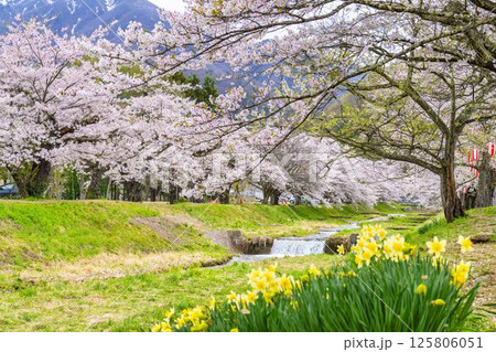 春の桜並木　満開の観音寺川の桜　福島県猪苗代町 125806051