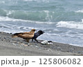 砂浜のカラスとトビ 125806082