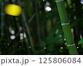 ヒメボタル 125806084