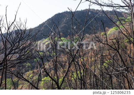 日本の岡山県児島半島の八丈岩山の山火事後でも美しい風景 日本の岡山県児島半島の八丈岩山の山火事後でも美しい風景 125806235