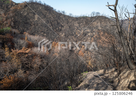 日本の岡山県児島半島の八丈岩山の山火事後でも美しい風景 日本の岡山県児島半島の八丈岩山の山火事後でも美しい風景 125806246