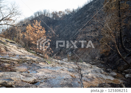 日本の岡山県児島半島の八丈岩山の山火事後でも美しい風景 日本の岡山県児島半島の八丈岩山の山火事後でも美しい風景 125806251