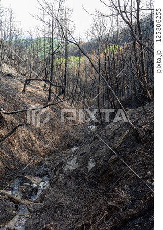 日本の岡山県児島半島の八丈岩山の山火事後でも美しい風景 日本の岡山県児島半島の八丈岩山の山火事後でも美しい風景 125806255
