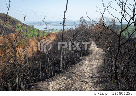 日本の岡山県児島半島の八丈岩山の山火事後でも美しい風景 日本の岡山県児島半島の八丈岩山の山火事後でも美しい風景 125806256