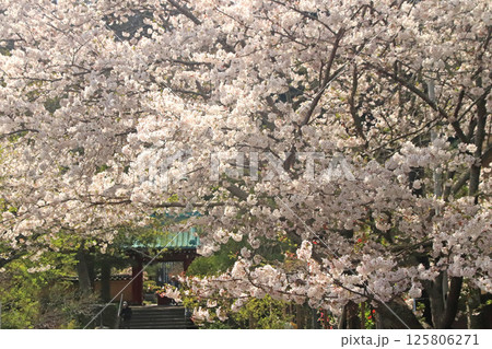 桜 桜 125806271