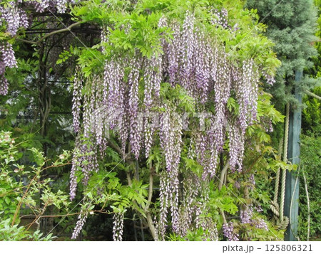 薔薇アーチに仕立てられた満開の紫色のフジの花 125806321