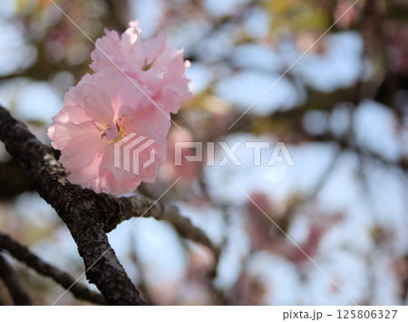 4月に咲いた美しいサトザクラ「関山(カンザン)」 4月に咲いた美しいサトザクラ「関山(カンザン)」 125806327