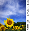 ヒマワリ 125806348