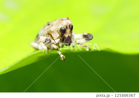 アシナガオニゾウムシ（メス） 125806367