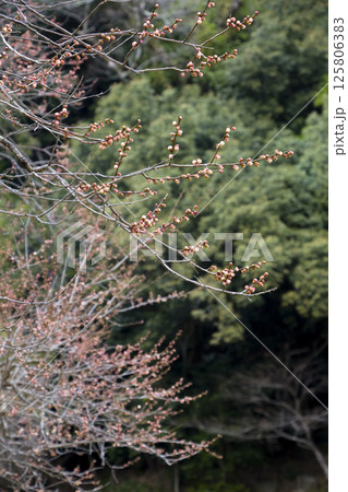 咲き始めの梅の花 鳥取県 樗谿公園 125806383