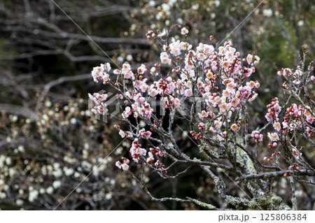 咲き始めの梅の花 鳥取県 樗谿公園 125806384