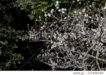 咲き始めの梅の花 鳥取県 樗谿公園 125806389