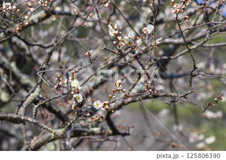 咲き始めの梅の花 鳥取県 樗谿公園 125806390