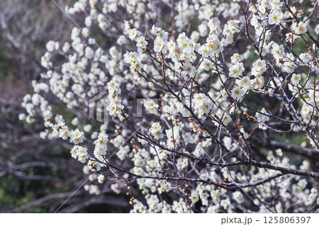 咲き始めの梅の花 鳥取県 樗谿公園 咲き始めの梅の花 鳥取県 樗谿公園 125806397