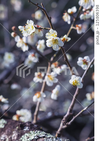 咲き始めの梅の花 鳥取県 樗谿公園 咲き始めの梅の花 鳥取県 樗谿公園 125806398