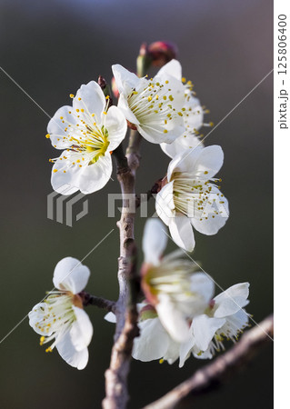 咲き始めの梅の花 鳥取県 樗谿公園 咲き始めの梅の花 鳥取県 樗谿公園 125806400